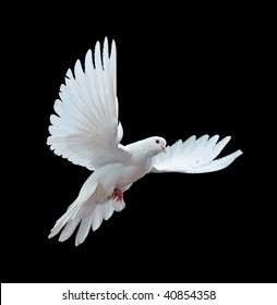 white dove images stock