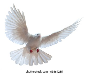 white pigeon flying