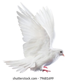 3 698 781件の 白い鳥 の画像 写真素材 ベクター画像 Shutterstock
