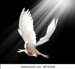 A free flying white dove isolated on a black background