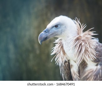 Griffon Vulture High Res Stock Images Shutterstock