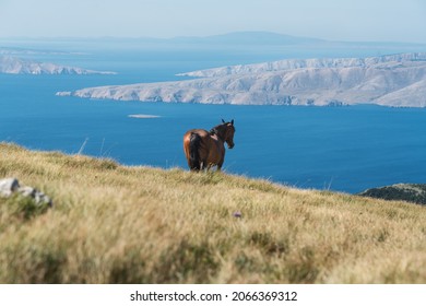 Free horse in the grasslands of the Croatian mountains lookong towards the island Krk. - Shutterstock ID 2066369312