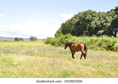 Free Horse In The Maremma Regional Park 