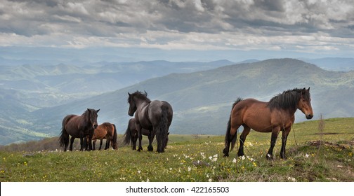 Free horses on mountain in Serbia