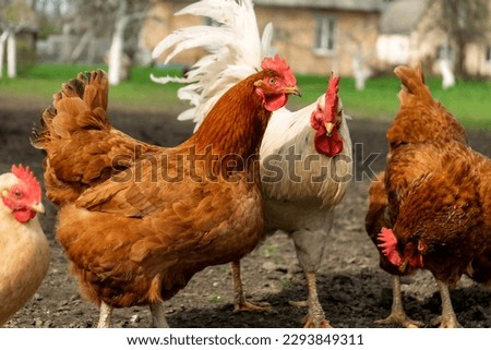 free living chickens pasturing outdoors