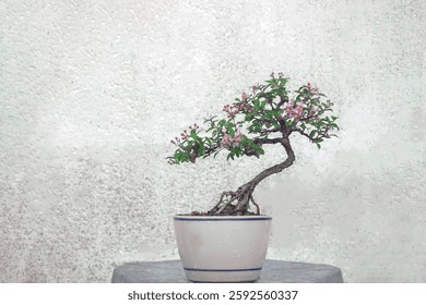 Free orm Dwarf cherry bonsai in ceramic pot