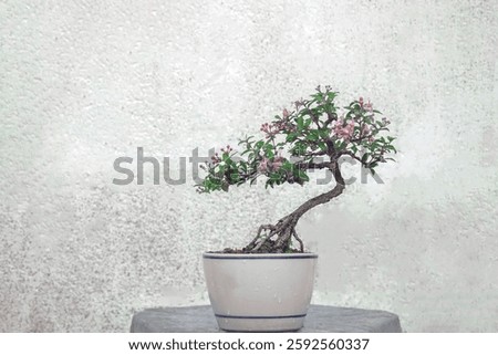 Free orm Dwarf cherry bonsai in ceramic pot