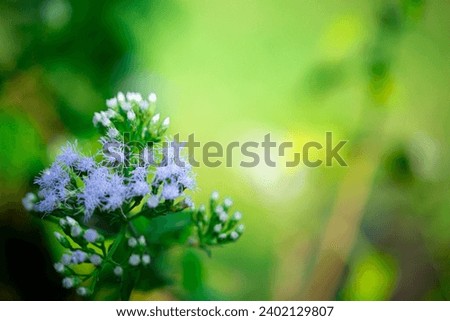 Free photo a Flower field covered with white wall rocket plants and flowers in full bloom during winter, malta