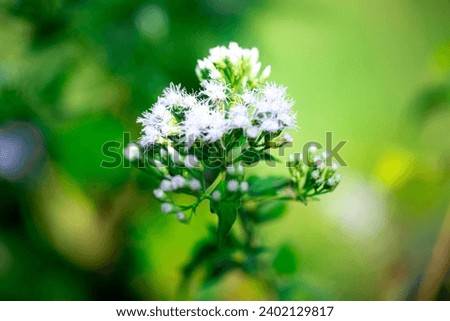 Free photo a Flower field covered with white wall rocket plants and flowers in full bloom during winter, malta