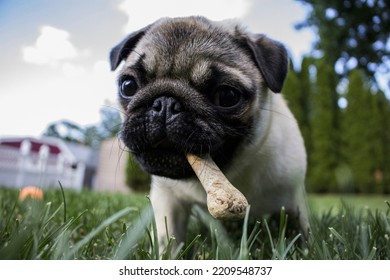 Free Pug Dog Image, Public Domain Animal.