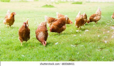 free rang chicken farm