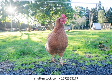 Free Range Backyard Chicken On A Small Farm Lifestyle Block In Northland, New Zealand, NZ