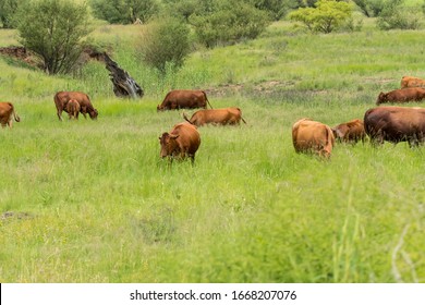 Free Range Beef Cattle Herd Grazing In A Pasture In The Mountains Of Kwazulu Natal In South Africa 