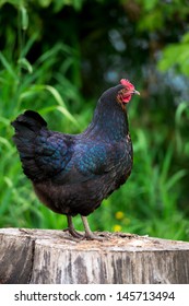 jersey giant black chicken