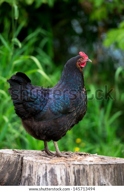 black jersey chicken