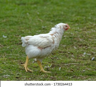 Free Range Broiler Chickens. Commercial Flock,outdoor Access,intensive Farming.