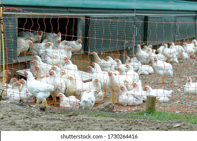 Free Range Broiler Chickens. Commercial Flock,outdoor Access,intensive Farming.