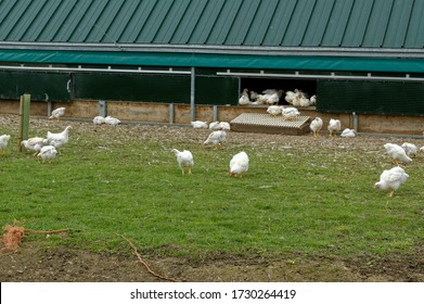 Free Range Broiler Chickens. Commercial Flock,outdoor Access,intensive Farming.