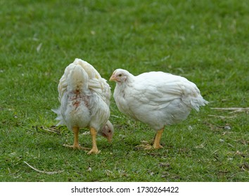 Free Range Broiler Chickens. Commercial Flock,outdoor Access,intensive Farming.