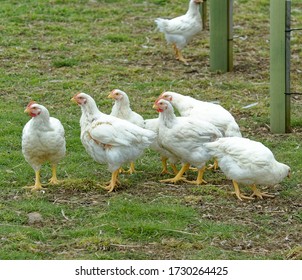 Free Range Broiler Chickens. Commercial Flock,outdoor Access,intensive Farming.