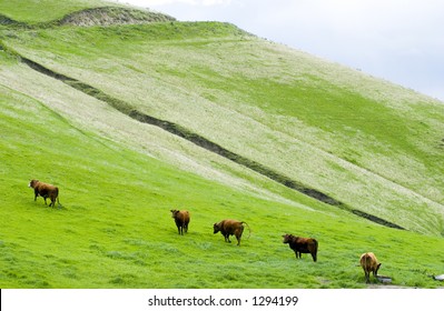 Free Range Cattle