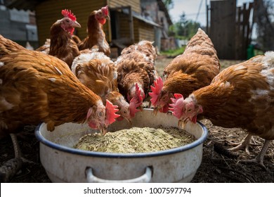 Free Range Chicken Eating Nutriment On A Farm