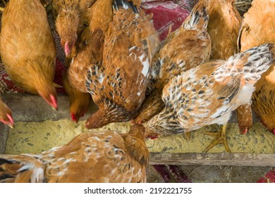 Free range chicken eating nutriment on a farm - Shutterstock ID 2192221755