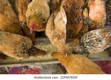Free range chicken eating nutriment on a farm - Shutterstock ID 2193474559