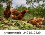 Free range chicken in the farm