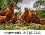 Free range chicken in the farm