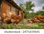 Free range chicken in the farm