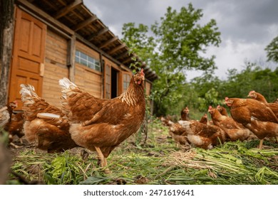 Free range chicken in the farm - Powered by Shutterstock