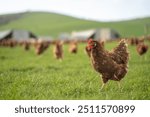 free range chicken farm in australia, pasture raised eggs on a regenerative sustainable agricultural farming on green grass in a field