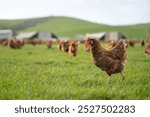 free range chicken farm in australia, pasture raised eggs on a regenerative sustainable agricultural farming on green grass in a field