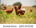 Free range chicken grazing on farm land