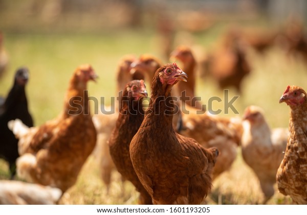 Free range chicken\
grazing on farm land