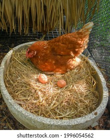 Free Range Chicken (Hen laying egg)