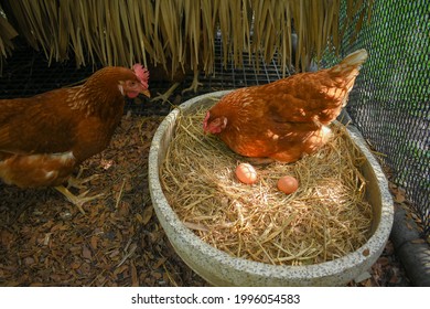Free Range Chicken (Hen laying egg)