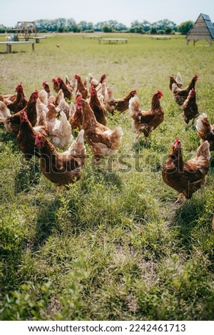 Similar – hen races Animal