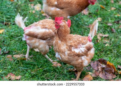 Free range chicken on organic farm were mistreated in stock breeding and are sick with diseases and loose feathers after scratches and fights in the chicken hen house no species-appropriate husbandry - Shutterstock ID 2229557333