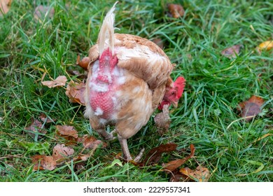 Free range chicken on organic farm were mistreated in stock breeding and are sick with diseases and loose feathers after scratches and fights in the chicken hen house no species-appropriate husbandry - Shutterstock ID 2229557341