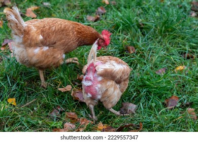 Free range chicken on organic farm were mistreated in stock breeding and are sick with diseases and loose feathers after scratches and fights in the chicken hen house no species-appropriate husbandry - Shutterstock ID 2229557347