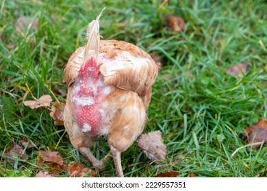 Free range chicken on organic farm were mistreated in stock breeding and are sick with diseases and loose feathers after scratches and fights in the chicken hen house no species-appropriate husbandry - Shutterstock ID 2229557351