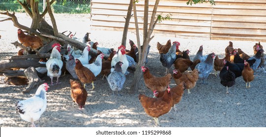 Free range chicken on a traditional poultry farm, France