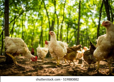 Free Range Chicken On A Traditional Poultry Farm