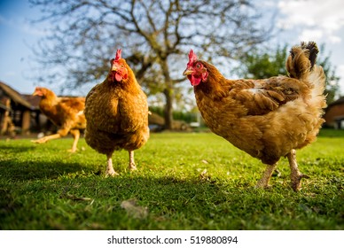 Free range chicken on a traditional poultry farm - Shutterstock ID 519880894