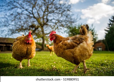 Free Range Chicken On A Traditional Poultry Farm