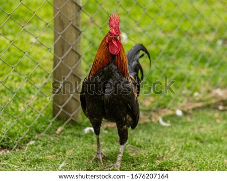 Similar – Image, Stock Photo Young cock on meadow