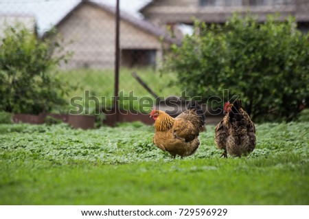 Free range chicken on a traditional poultry farm