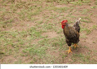 Free Range Chicken Pic. Organic Farming Concept Image. 